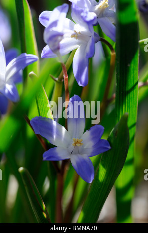 Scilla nana (also known as syn Chionodoxa nana or cretica) blue flower blue white blossom spring bloom Stock Photo