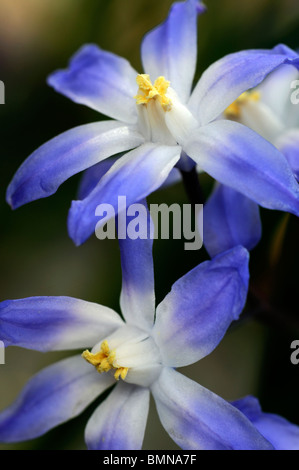 Scilla nana (also known as syn Chionodoxa nana or cretica) blue flower blue white blossom spring bloom Stock Photo