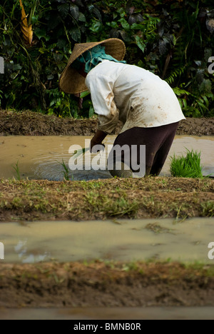 Planting by hand new rice in the magnificent terraced rice fields of Belimbing, Bali, Indonesia. Stock Photo