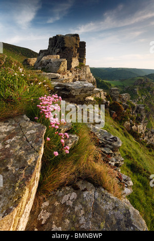 Summer thrift grows among the impressive geology at the Valley of the Rocks near Lynton and Lynmouth in Exmoor, Devon Stock Photo