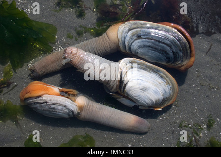 Geoduck clam digging on Washinton State's Puget Sound during a minus 3 foot low tide Stock Photo