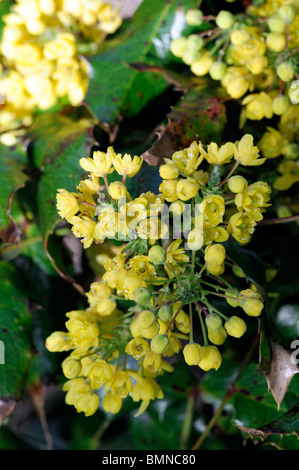 Mahonia x wagneri 'Undulata' (Oregon grape 'Undulata') grape yellow flowers bloom blooming blossom blossoming thick racemes Stock Photo