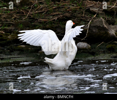 White goose in stream flapping its wings Stock Photo