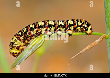 Caterpillar of the Cherry spot moth or Lily borer (Diaphone eumela), Namaqualand, South Africa Stock Photo