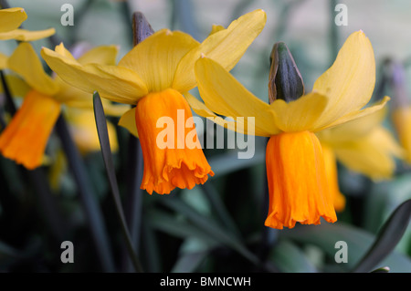 Narcissus jetfire Daffodil macro photo Close up flower bloom blossom Bold yellow flowers reflexed petals bright orange trumpets Stock Photo