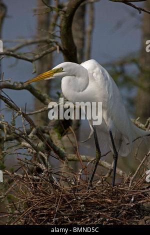 Great Egret (Casmerodius albus) Perched on tree top - Louisiana - USA Stock Photo