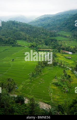 Some of the most beautiful terraced rice fields in Bali can be found near the village of Kekeran, in North Bali, Indonesia. Stock Photo