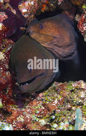 Couple of Moray Eels Stock Photo - Alamy