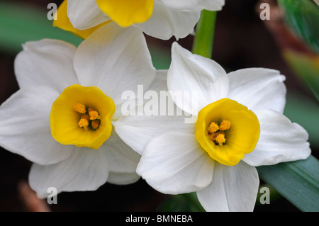 Narcissus minnow Daffodil Division 8 white pale yellow petals yellow cup macro photo Close up flower bloom blossom Stock Photo