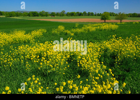 Tractor in Field, The Thomas Farm, Monocacy National Battlefield Park, Frederick, Maryland, USA Stock Photo