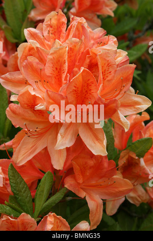 Red flowers of Azalea, Rhododendron Stock Photo - Alamy