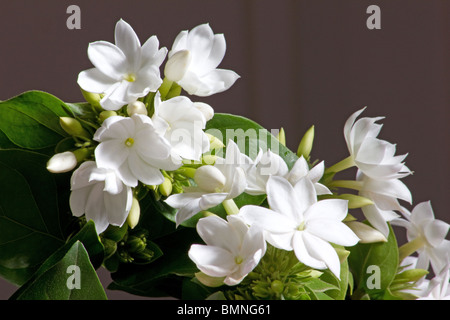 Jasmine Downy Jasmine (Jasminum multiflorum) Stock Photo