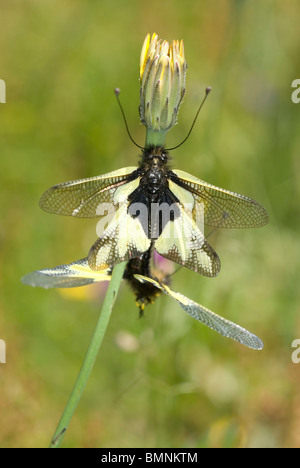 European Owlfly mating (Libelloides coccajus) Stock Photo