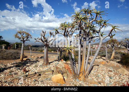 Aloe Dichotoma, Karoo Desert National Botanic Garden, Worcester, Western Cape, South Africa. Stock Photo