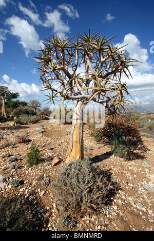 Aloe Dichotoma, Karoo Desert National Botanic Garden, Worcester, Western Cape, South Africa. Stock Photo