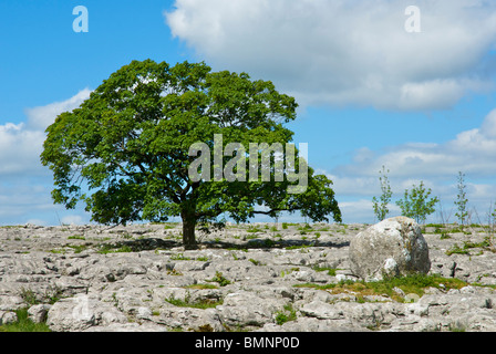 Tree growing out of limestone pavement, above the village of Conistone, Wharfedale, Yorkshire Dales National Park, England UK Stock Photo