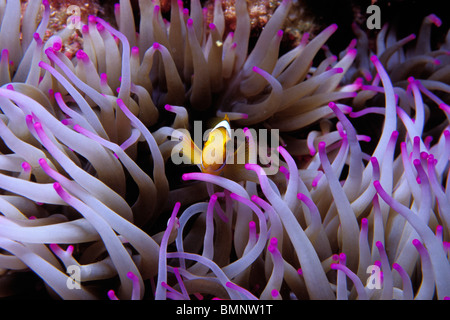 Clown anemonefish, Amphiprion percula, Tuamotus, French Polynesia, Pacific Ocean