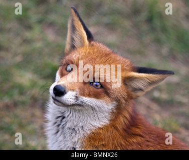 European Red Fox (vulpes vulpes) Stock Photo