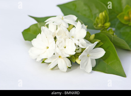 Jasmine (Downy Jasmine (Jasminum multiflorum)  flowers on white background Stock Photo