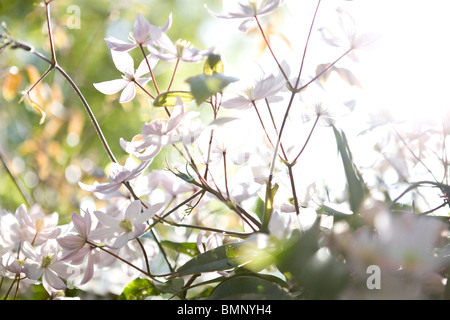 Clematis flowers blooming in spring Stock Photo