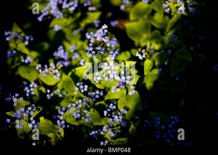 Forget me nots flowering in spring Stock Photo