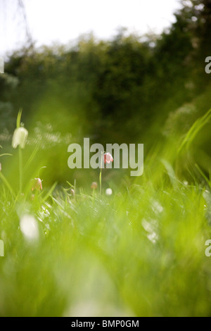 White and purple snake's head fritillary flowers in a meadow Stock Photo