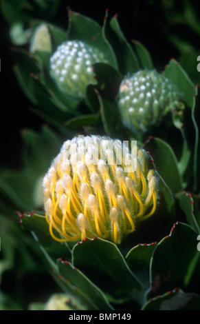 Pincushion protea, Leucospermum species, Cape of Good Hope Nature Reserve, South Africa Stock Photo