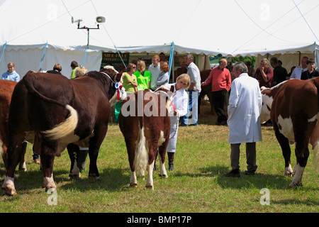 Hereford Cattle being judged at Honley Show, Farnley Tyas, Huddersfield, West Yorkshire, England, UK. Stock Photo