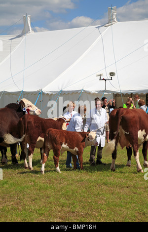 Hereford Cattle being judged at Honley Show, Farnley Tyas, Huddersfield, West Yorkshire, England, UK. Stock Photo