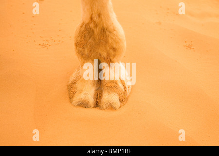 Camel's foot (camel toe Stock Photo - Alamy