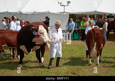 Cattle being judged at Honley Show, Farnley Tyas, Huddersfield, West Yorkshire, England, UK. Stock Photo