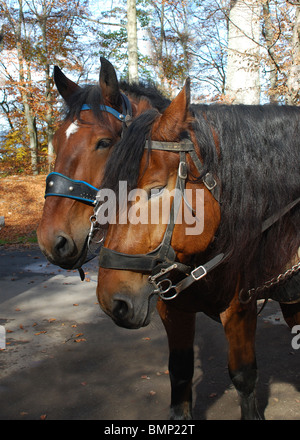 Two draft horses waiting to take tourists down the mountain at Neuschwanstein Germany Stock Photo