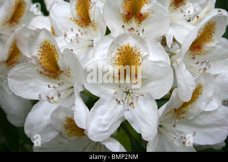 White Azalea Flowers With Yellow Splash Taken at Ness Botanic Gardens, Wirral, UK Stock Photo