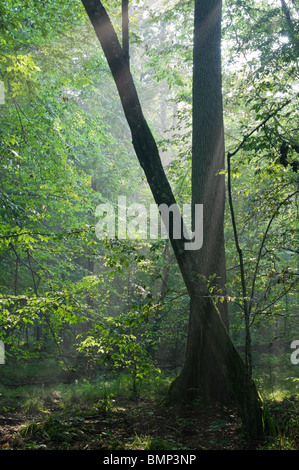 First light of morning entering old forest just rain after with two old trees in foreground Stock Photo