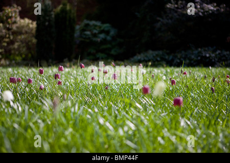 A meadow of purple snake's head fritillary flowers Stock Photo