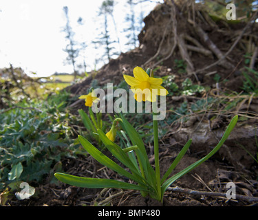 Daffodils growing in the roots of a tree in springtime. Stock Photo