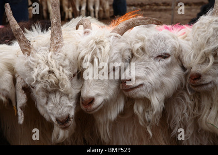 Young goats being prepared and groomed for sale in the Kashgar farmers market, Kashgar, Western Xinjiang province, PR China. Stock Photo