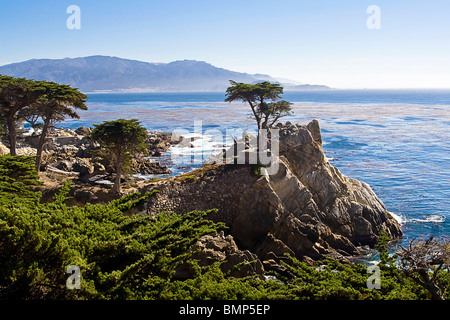 Iconic Lone Cypress Tree, Monterey Bay, California, USA near Pebble Beach Golf Course, Stock Photo