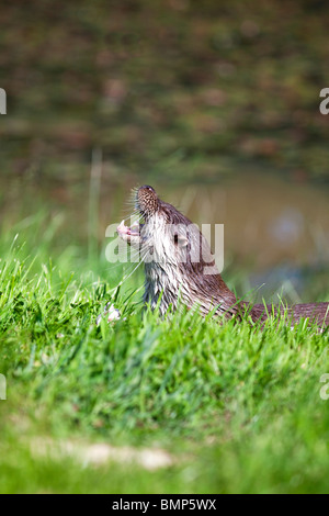 European Otter Lutra lutra headshot emerging from water onto grass bank taken under controlled conditions Stock Photo