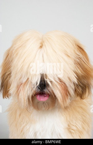 Lhasa Apso Stock Photo