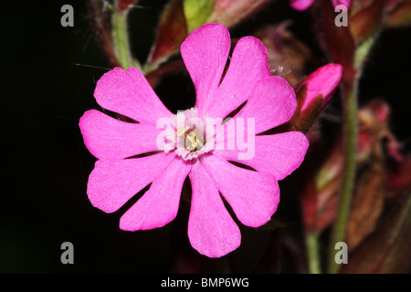 Red Campion Silene dioica Family Caryophyllaceae macro Stock Photo