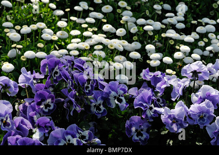 Viola wittrockiana pansy joker light blue flower Stock ...