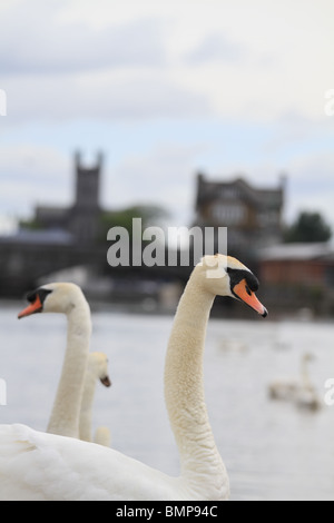Swans on the river Shannon with the tower of St Mary's Cathedral in the background, Limerick City, Rep of Ireland. Stock Photo