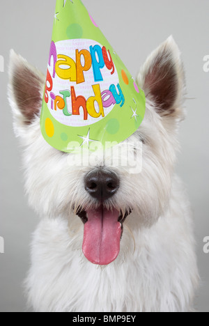 west highland terrier wearing a party hat. Stock Photo