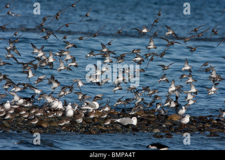 A flock of Dunlin Calidris alpina flying along the coastline at Qualicum Beach Vancouver Island BC in March Stock Photo