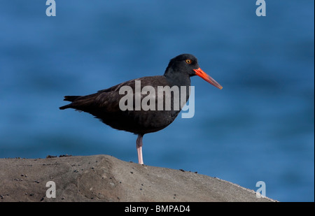 Black Oystercatcher Haematopus bachmani standing on rock at Qualicum Beach Vancouver Island BC in March Stock Photo