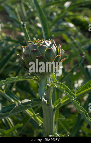 A globe artichoke (Cynara cardunculus) growing in an organic allotment. Stock Photo