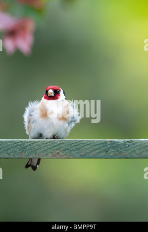 Goldfinch in an english garden sat on wooden trellis. UK Stock Photo