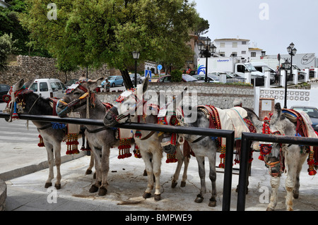 Mijas Burro Taxis (Donkeys) wait patiently for customers in the purpose built donkey station, Mijas Pueblo Stock Photo