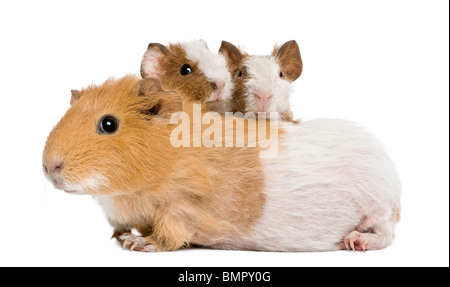Mother Guinea Pig and her two babies against white background Stock Photo